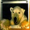 fuzzehpolarbear’s avatar