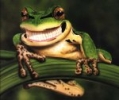 HappyFrog’s avatar