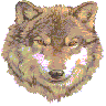 Wolf01wdd’s avatar