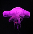 liqmat’s avatar