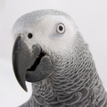polo’s avatar