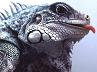 Barking Iguana’s avatar