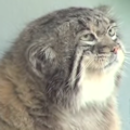 Pallas Cat’s avatar
