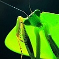 mantis2001’s avatar