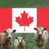 canadacow’s avatar