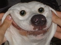 labrat256’s avatar