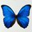 butterfly’s avatar