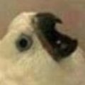 userexec’s avatar