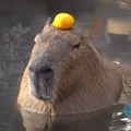 kapybara’s avatar