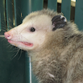 ArbysTPossum’s avatar