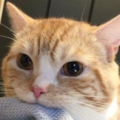 giantenemycat’s avatar