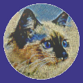 Starcat’s avatar