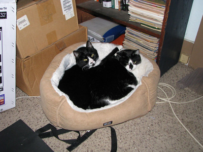 cat bed.jpg