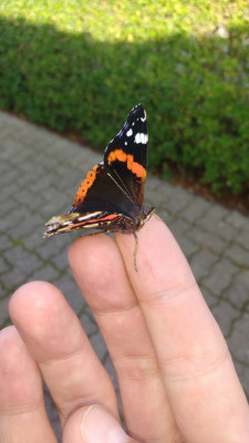 Schmetterling.jpg